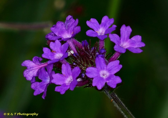 {Verbena rigida}